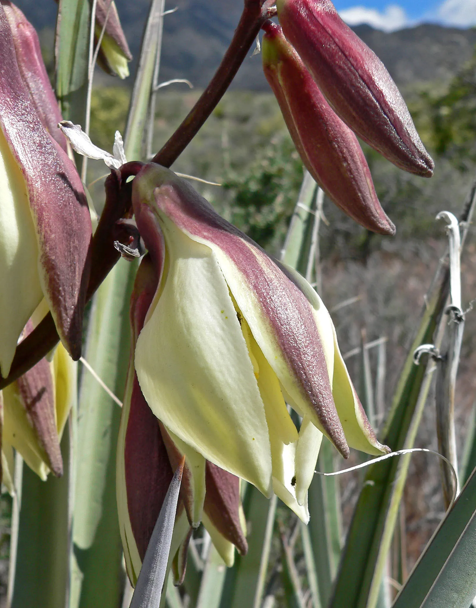 Red Yucca (Hesperaloe Parviflora) — The plant reaches a size of about 3 to 4 feet in height and width