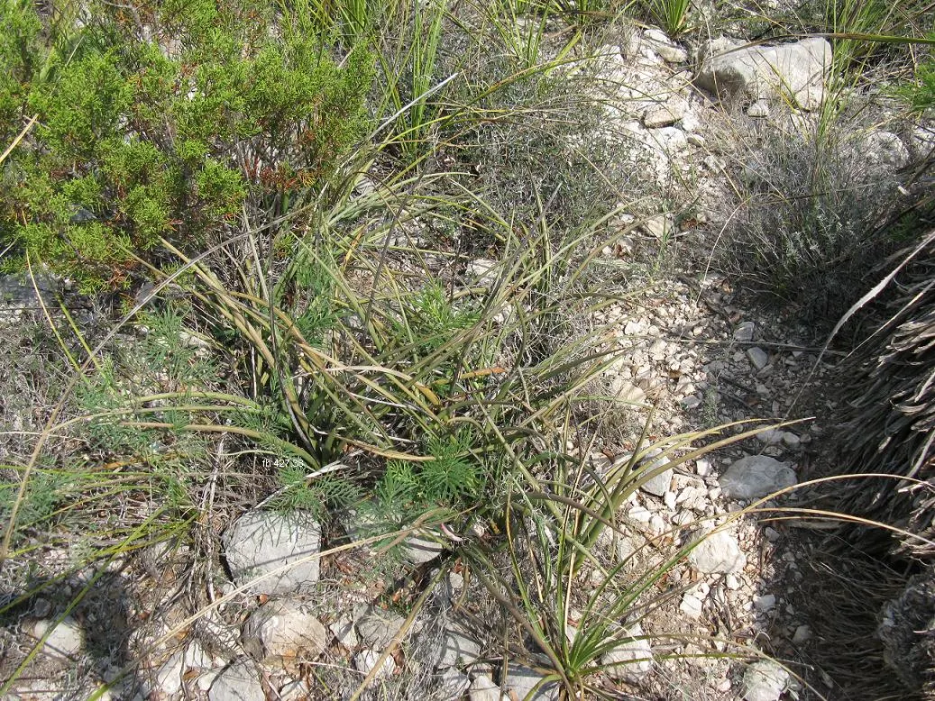 Red Yucca (Hesperaloe Parviflora) — This drought-tolerant plant features arching