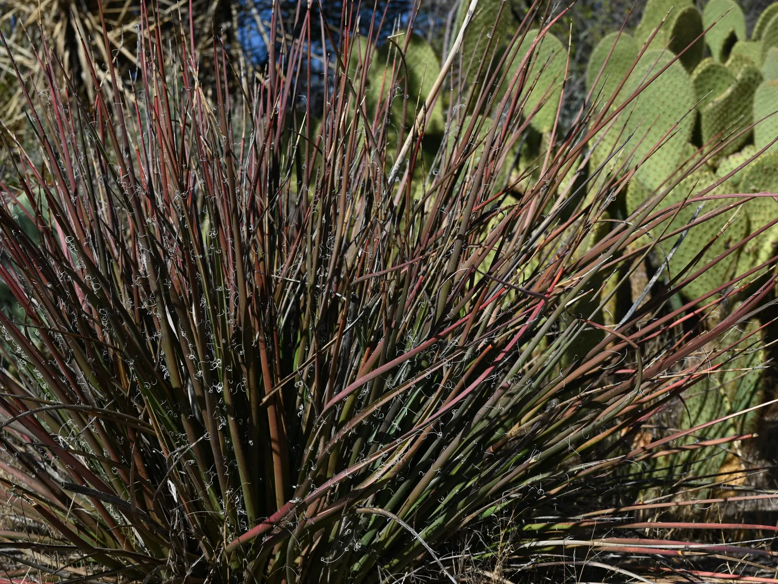 Red Yucca (Hesperaloe Parviflora) — I recommend the Red Yucca for xeriscaping; it thrives with minimal maintenance