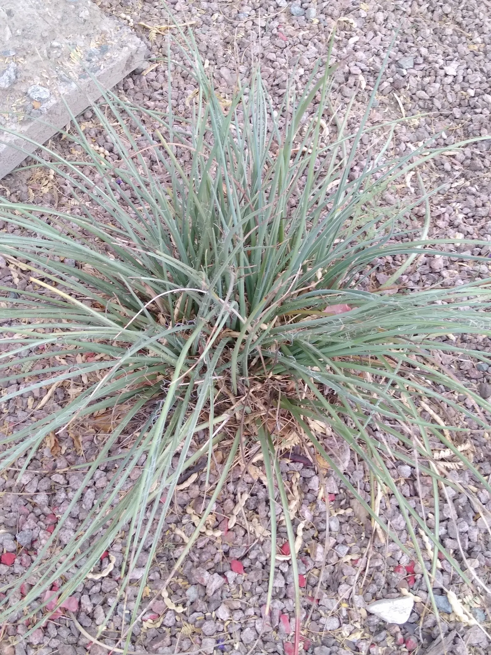 Red Yucca (Hesperaloe Parviflora) — Native to the Chihuahuan desert in Texas and northeastern Mexico; red Yucca contributes to a sustainable