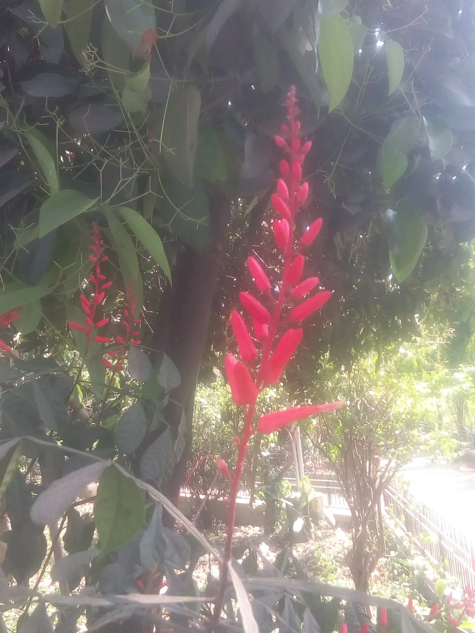 Red Yucca (Hesperaloe Parviflora) — This drought-tolerant plant features arching; narrow leaves emanating in a rosette form up to 4 feet in length, image 52