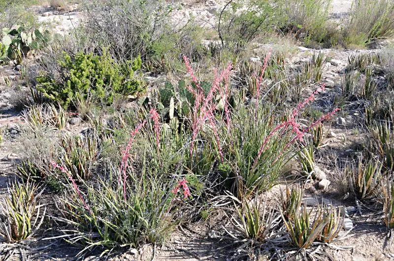 Red Yucca (Hesperaloe Parviflora) — requiring infrequent watering once established; i recommend the Red Yucca for xeriscaping; it thrives with minimal