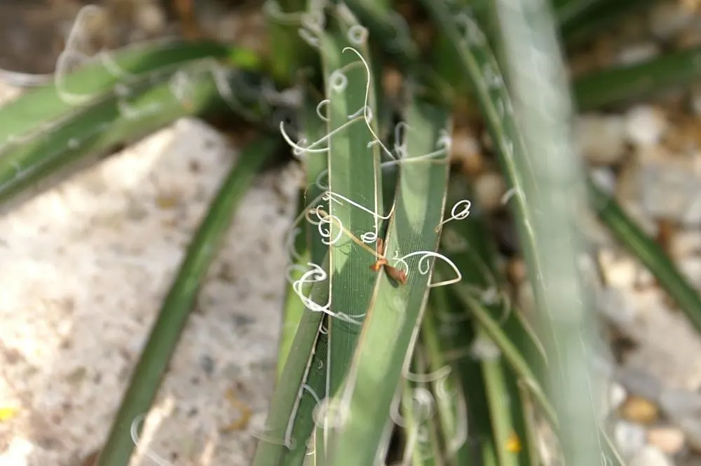 Red Yucca (Hesperaloe Parviflora) — With low water requirements and resistance to pests and disease
