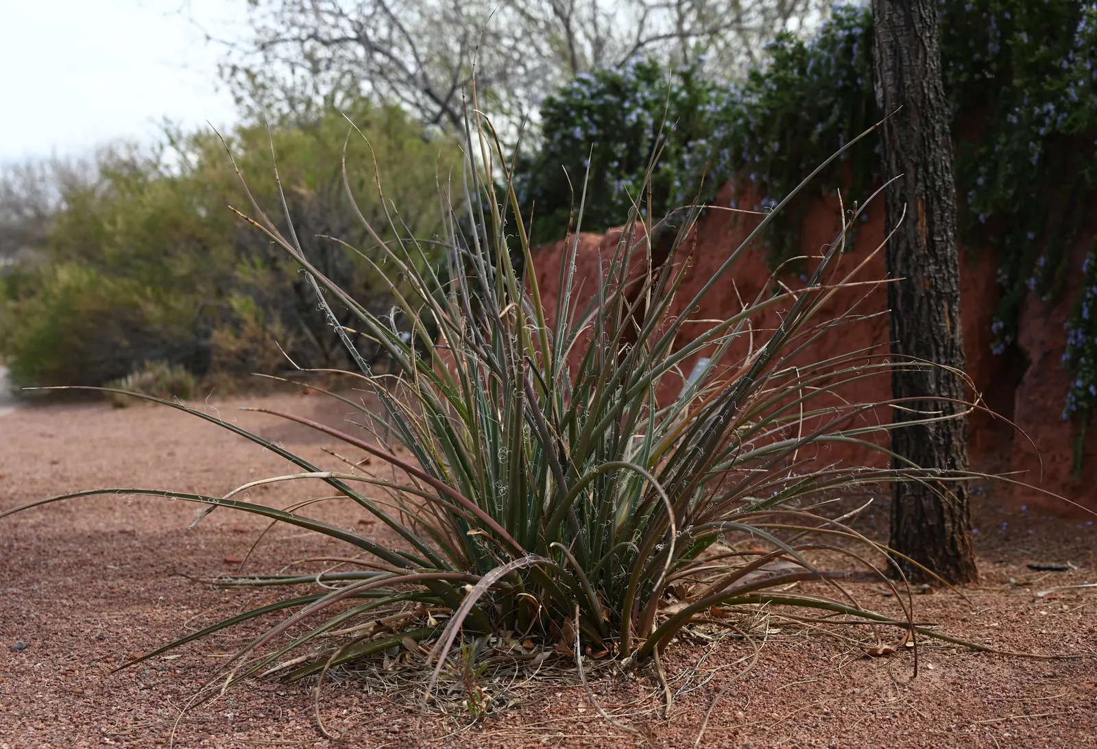 Red Yucca (Hesperaloe Parviflora) — narrow leaves spanning up to 4 feet and flowering stalks that can reach 5 feet tall