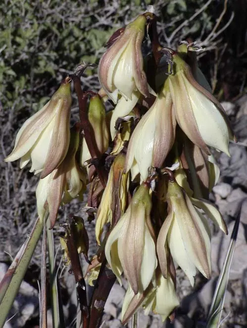 Red Yucca (Hesperaloe Parviflora) — Thrives in full sun and well-drained soils, with a hardiness to -20&deg;F
