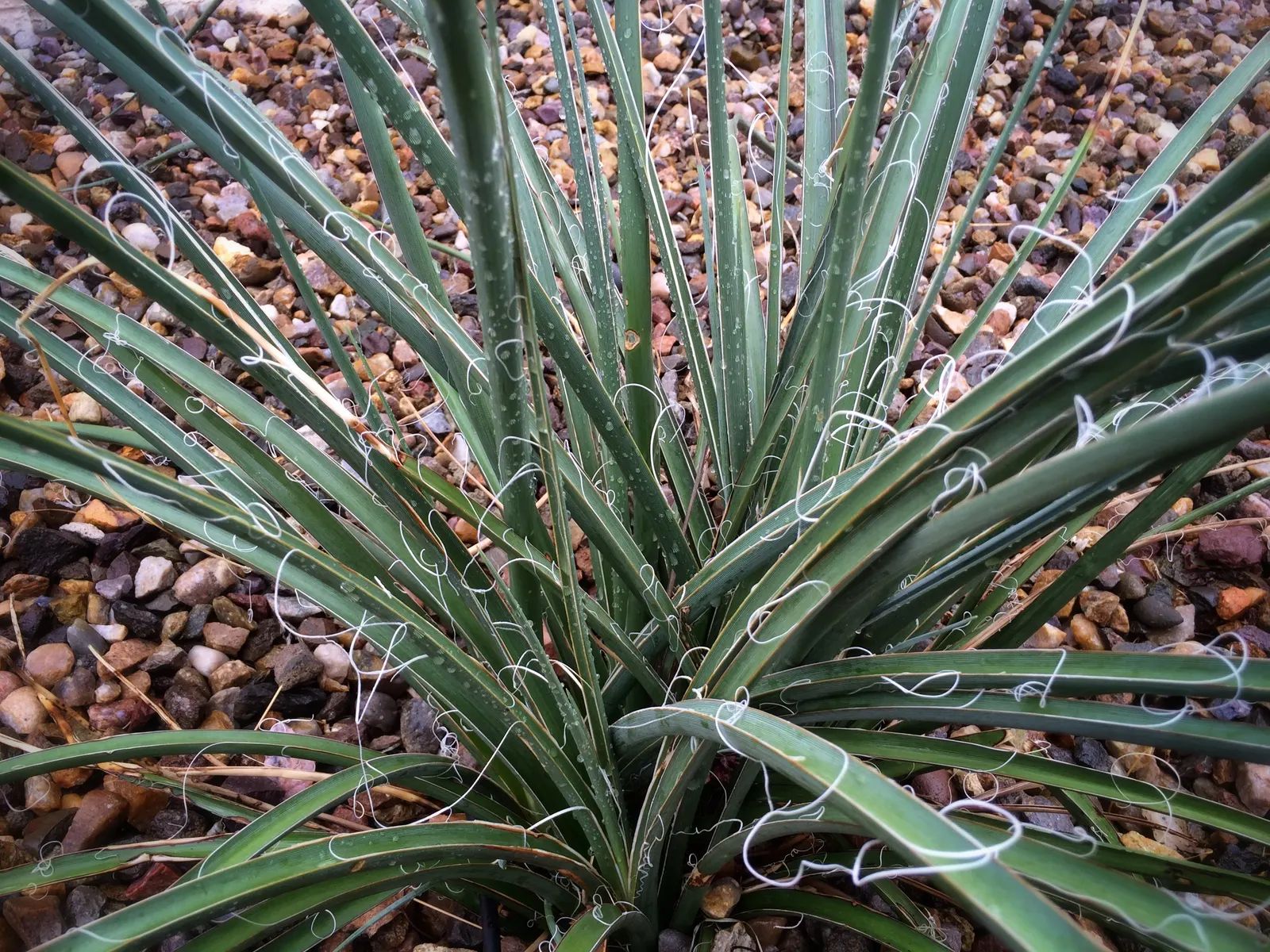 Red Yucca (Hesperaloe Parviflora) — this hardy plant is not a true yucca despite its common name.<br><br>As a landscape architect assistant
