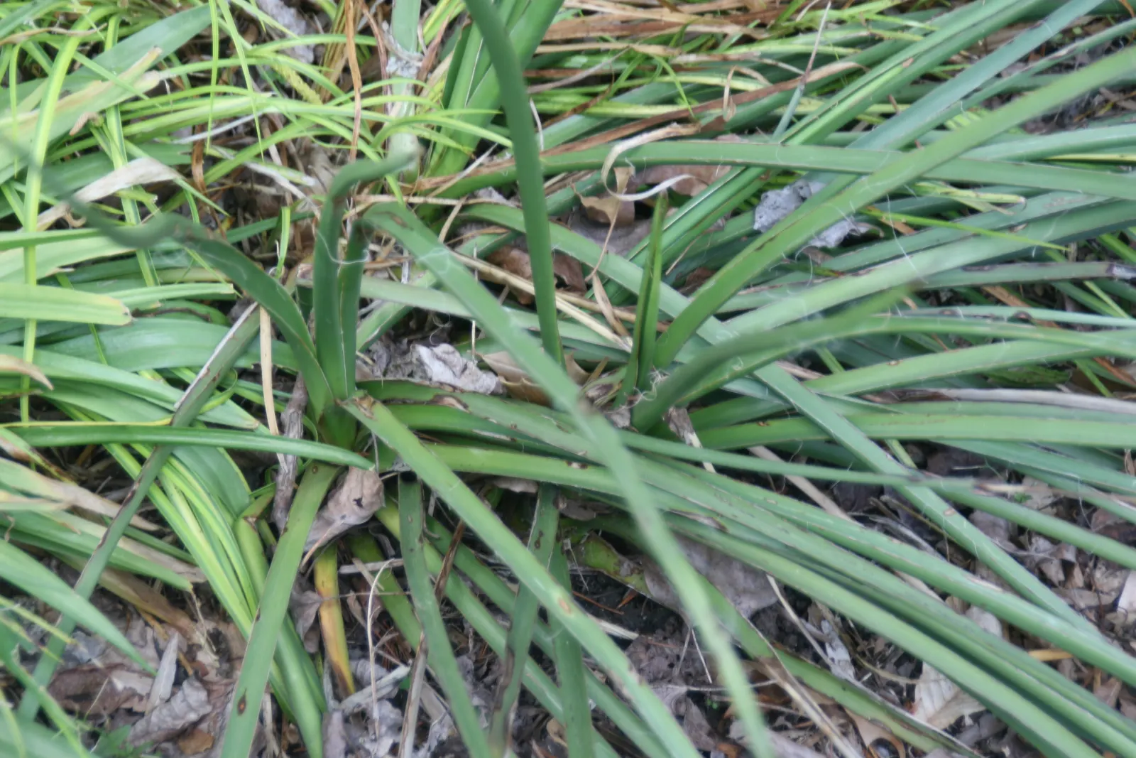 Red Yucca (Hesperaloe Parviflora) — Red Yucca contributes to a sustainable; with low water requirements and resistance to pests and disease