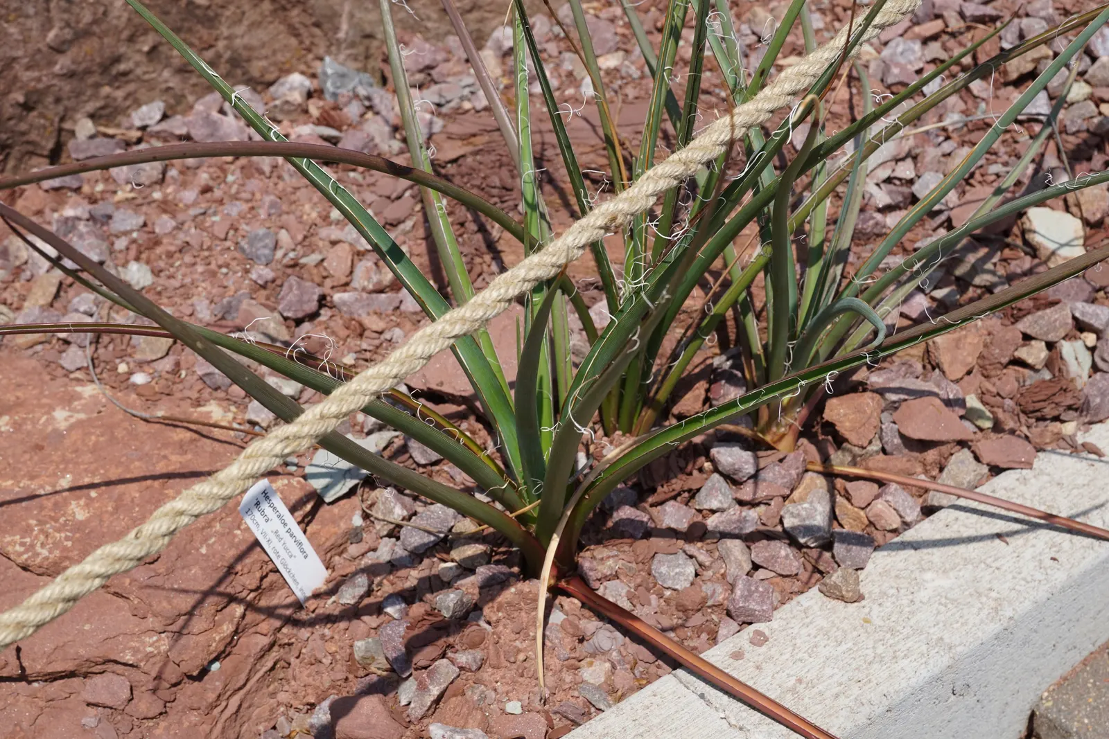 Red Yucca (Hesperaloe Parviflora) — Hummingbird-attracting red to coral blooms appear in summer