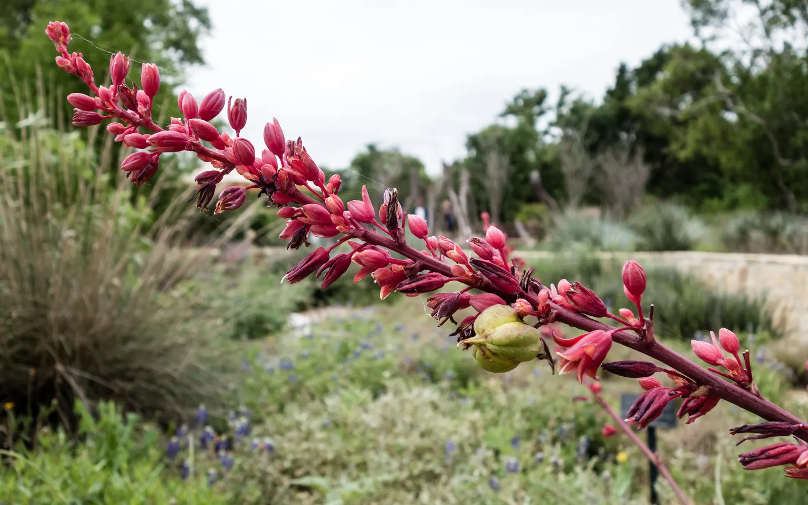 Red Yucca (Hesperaloe Parviflora) — The Red Yucca (Hesperaloe parviflora) is an evergreen perennial, adding year-round interest