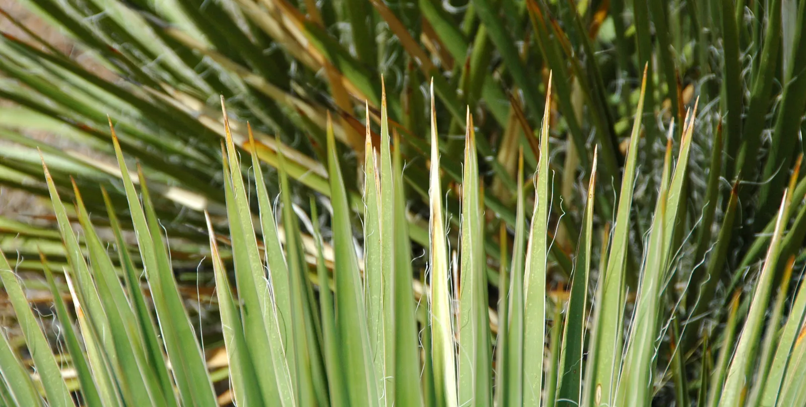 Red Yucca (Hesperaloe Parviflora) — succulent for full