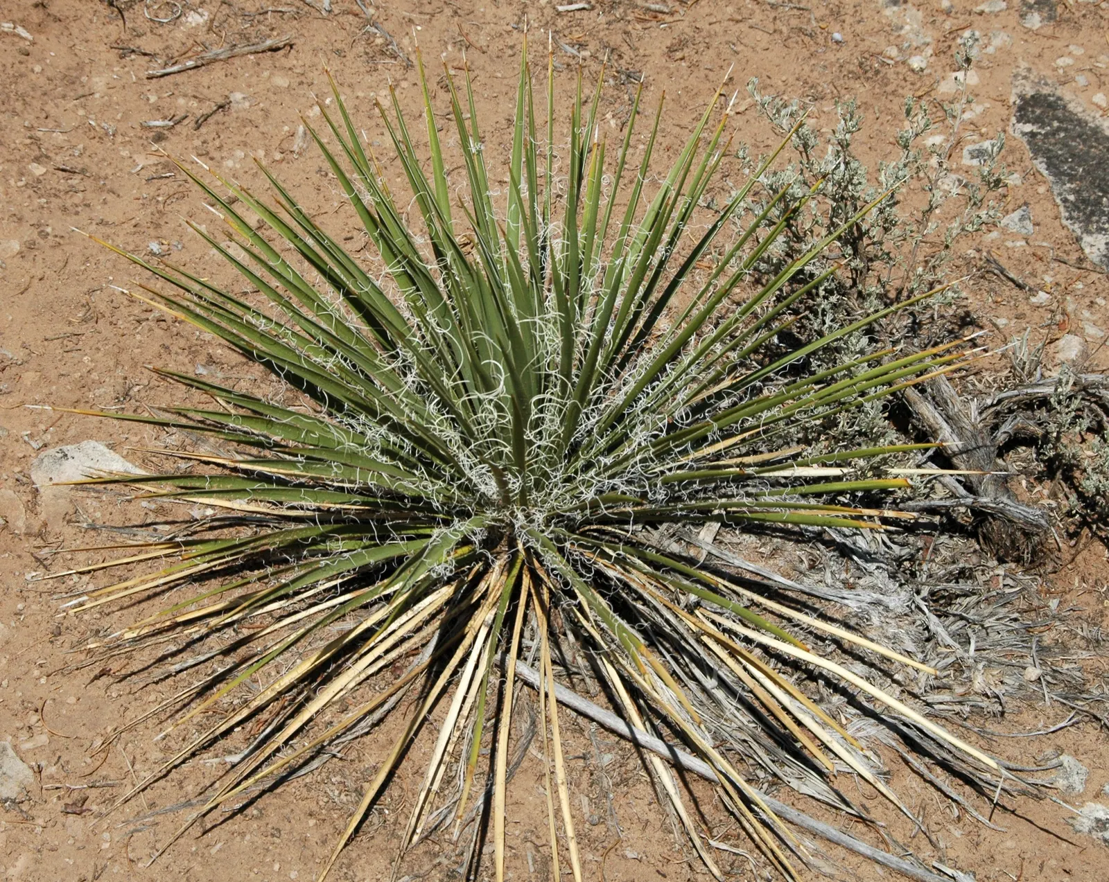 Red Yucca (Hesperaloe Parviflora) — narrow leaves emanating in a rosette form up to 4 feet in length