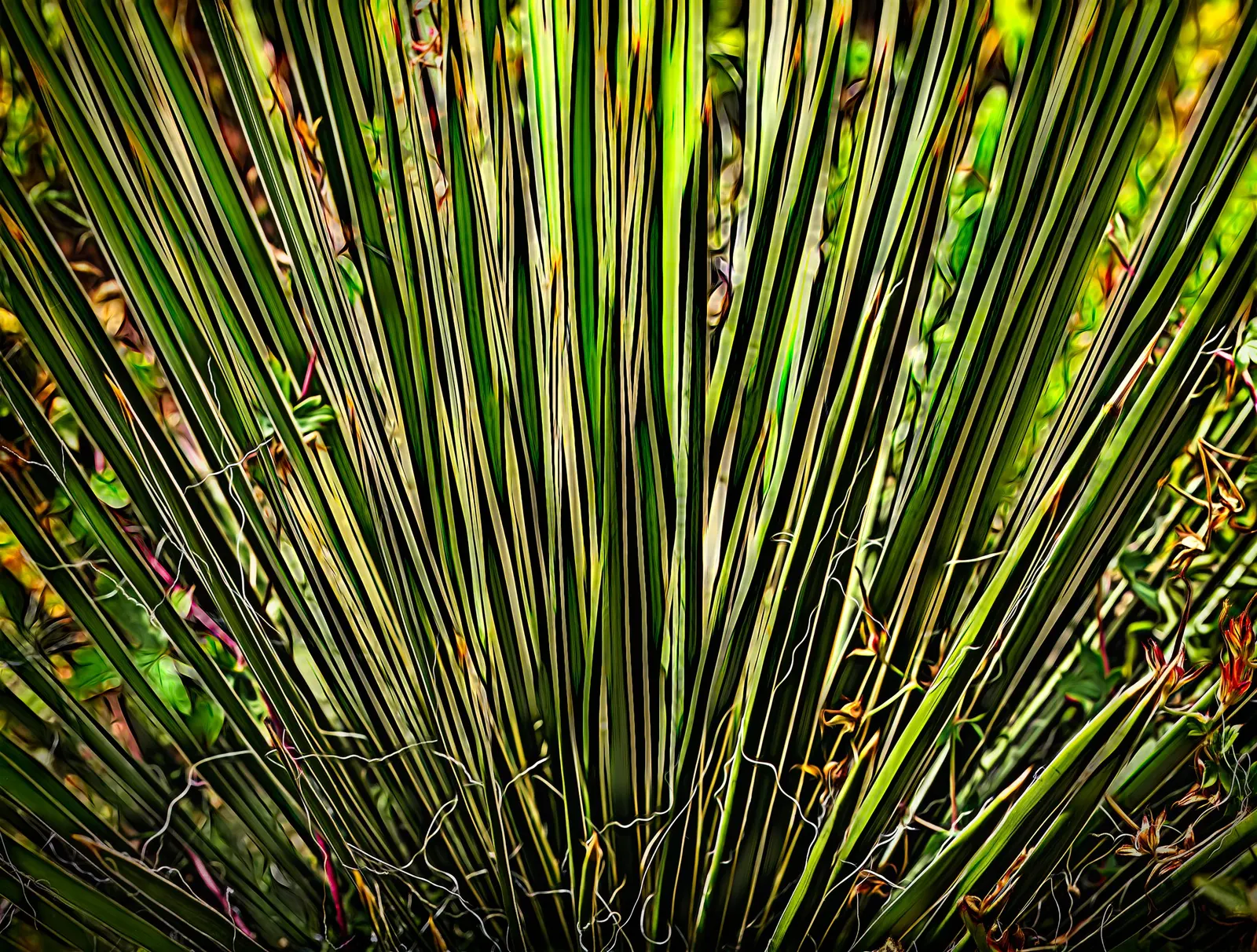 Red Yucca (Hesperaloe Parviflora) — It performs best in full sun to partial shade and thrives in well-draining soil; requiring infrequent watering once