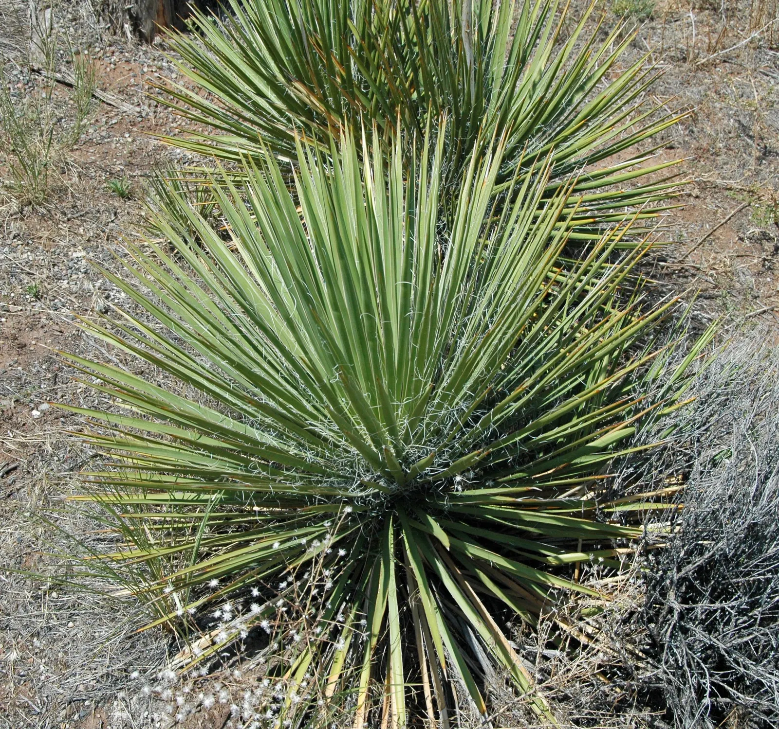 Red Yucca (Hesperaloe Parviflora) — requiring infrequent watering once established