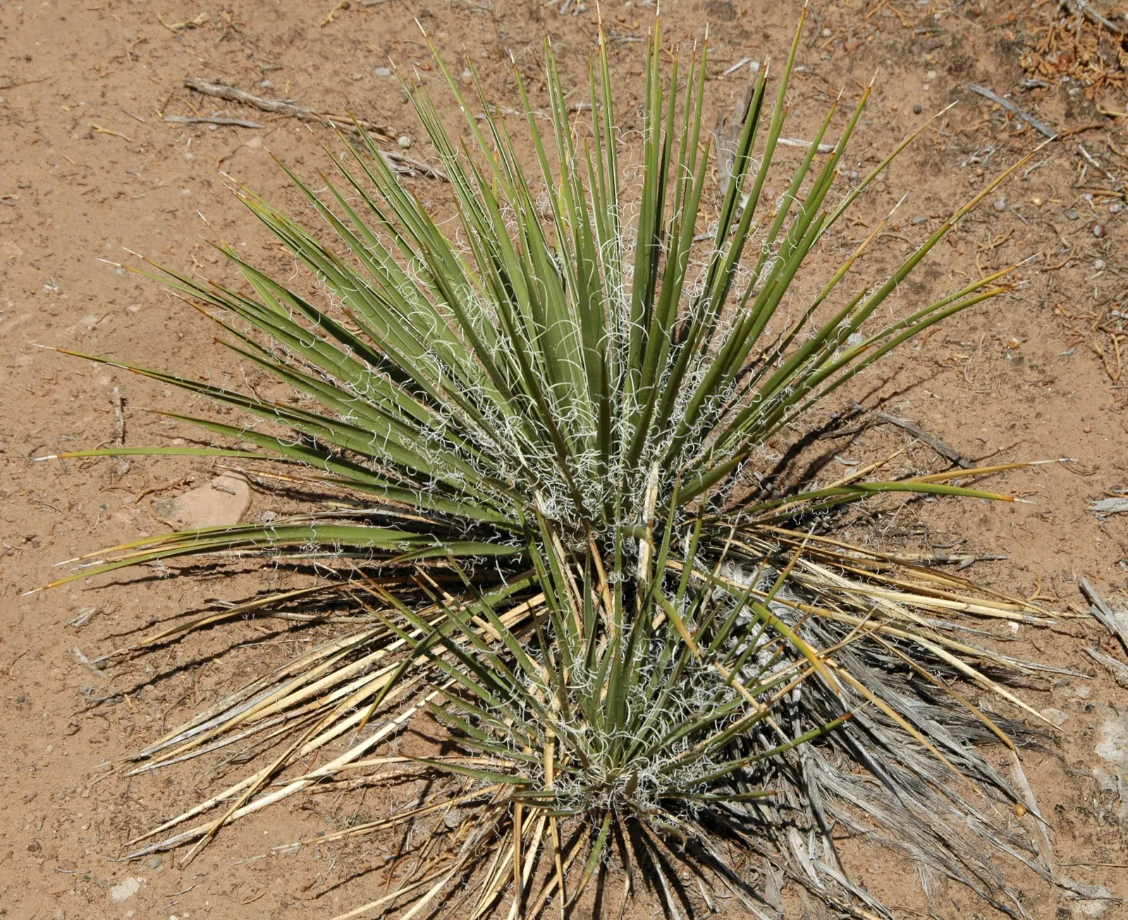 Red Yucca (Hesperaloe Parviflora) — water-wise garden landscape sure to captivate and enchant