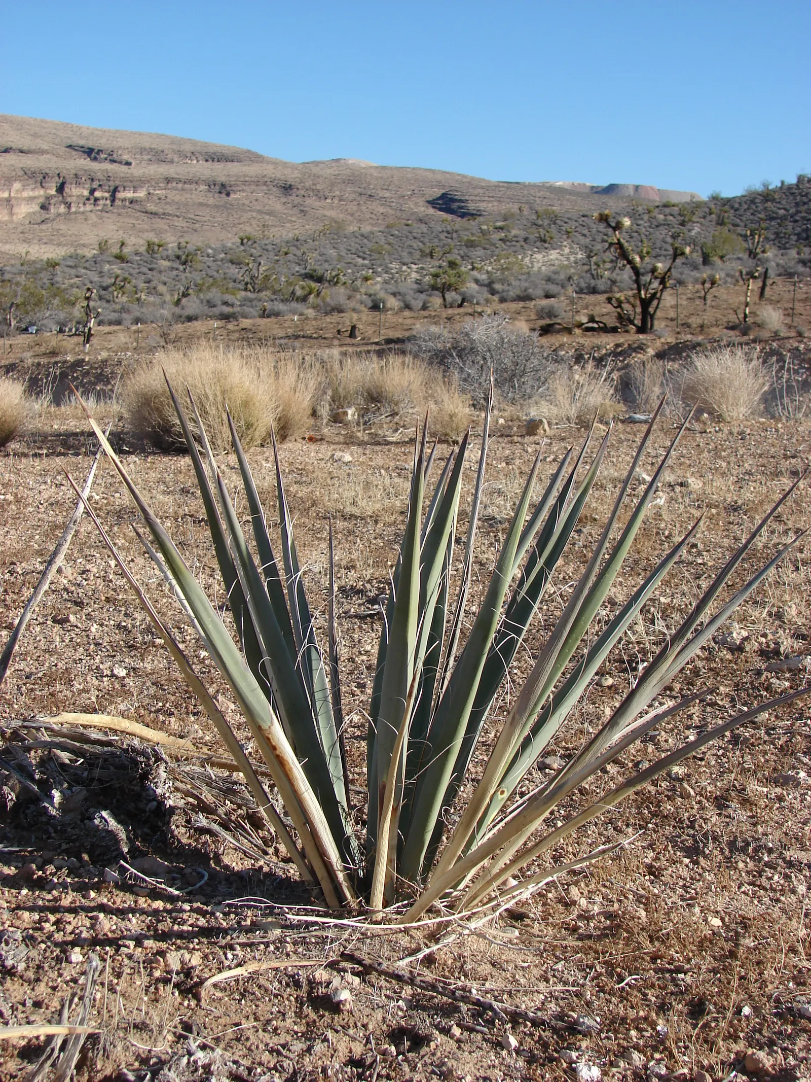 Red Yucca (Hesperaloe Parviflora) — Hummingbird-attracting red to coral blooms appear in summer; succulent for full