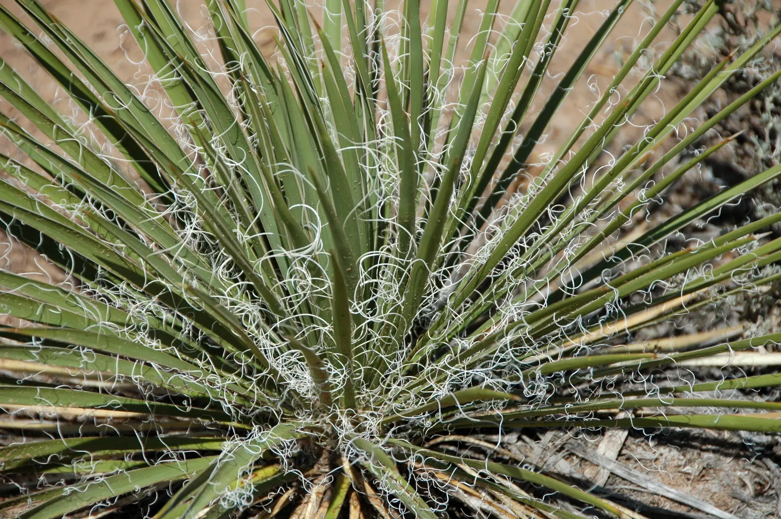 Red Yucca (Hesperaloe Parviflora) — This plant is hardy in USDA Zones 5 through 11, tolerating temperatures down to 0&deg;F