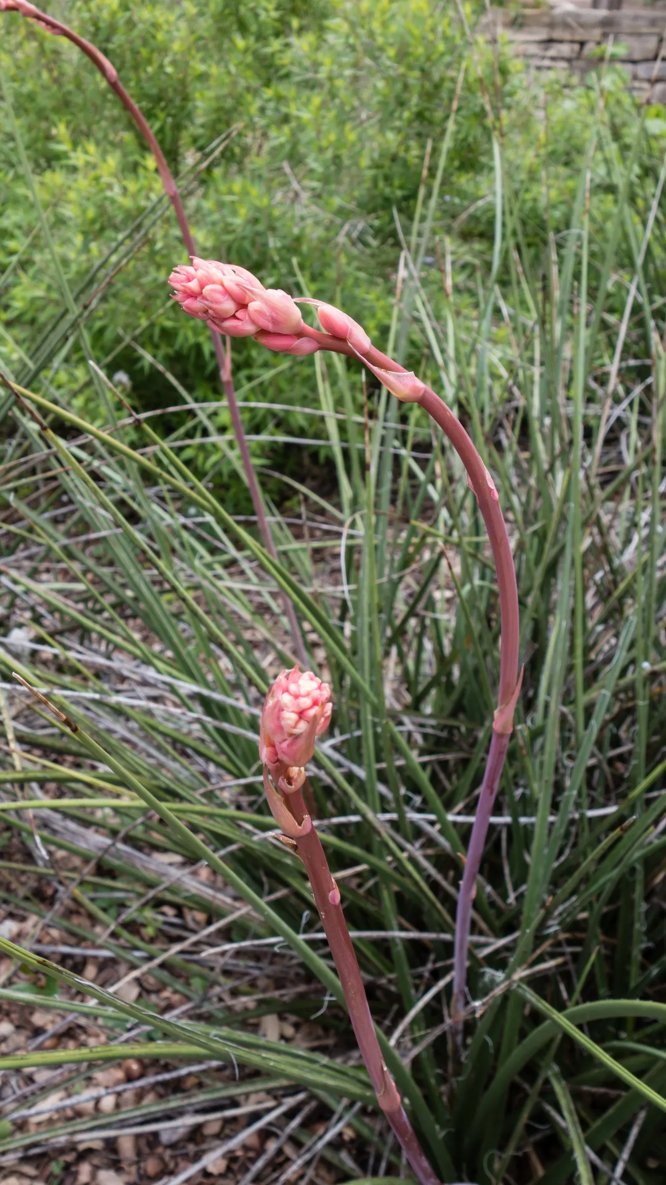 Red Yucca (Hesperaloe Parviflora) — Native to the Chihuahuan desert in Texas and northeastern Mexico