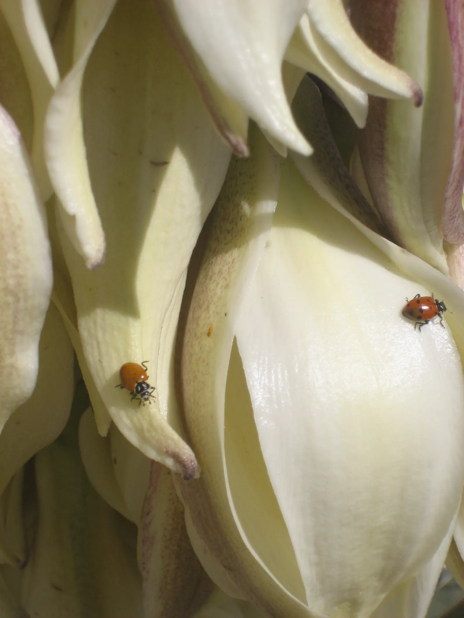 Red Yucca (Hesperaloe Parviflora) — Red Yucca contributes to a sustainable