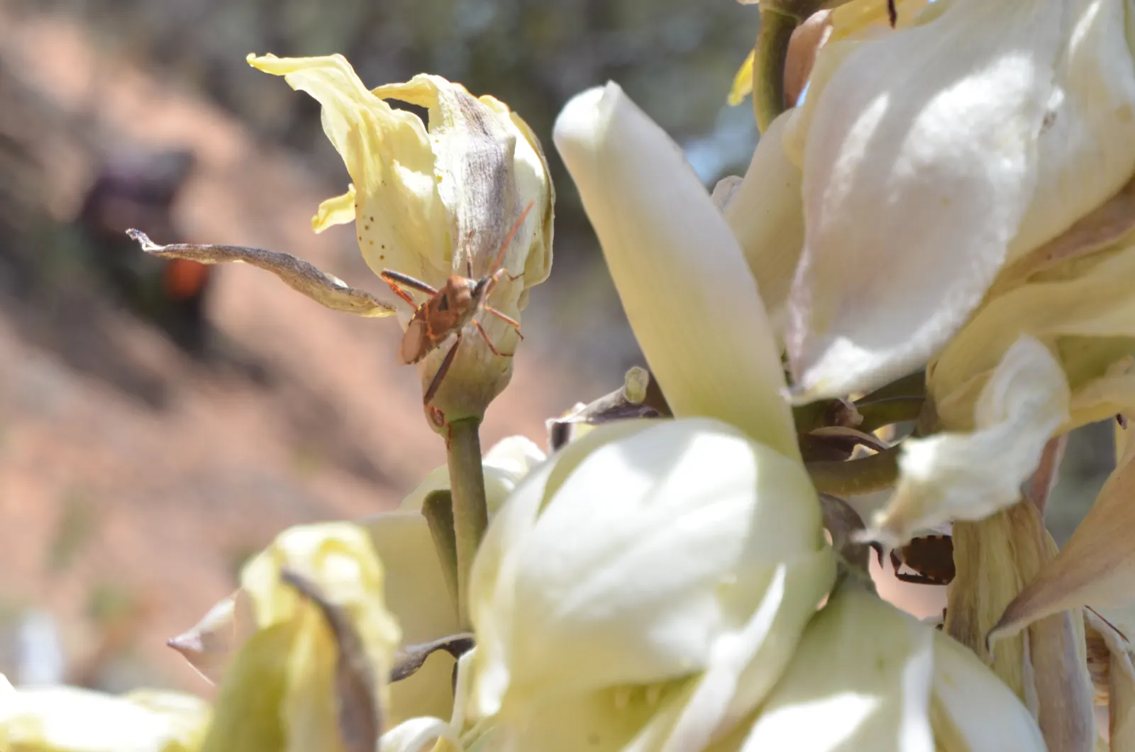 Red Yucca (Hesperaloe Parviflora) — Hummingbird-attracting red to coral blooms appear in summer; succulent for full, image 54