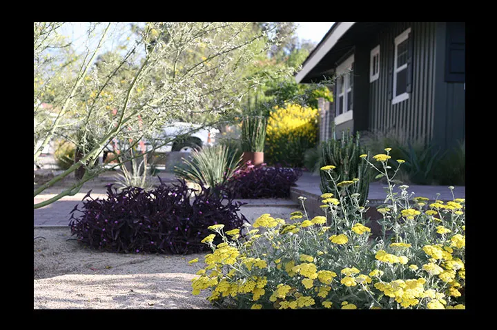 Red Yucca (Hesperaloe Parviflora) — succulent for full; water-wise garden landscape sure to captivate and enchant