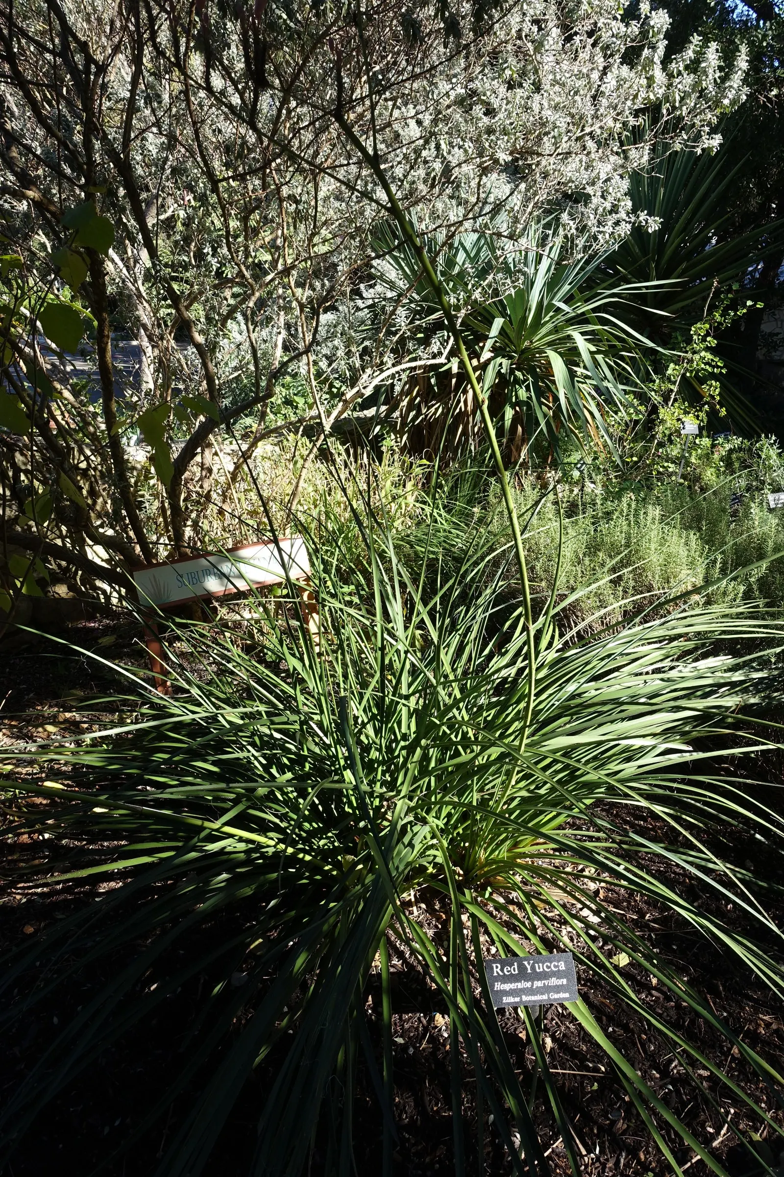 Red Yucca (Hesperaloe Parviflora) — succulent with pink and red blooms; attracting hummingbirds and other pollinators to the garden.<br><br>Red Yucca is