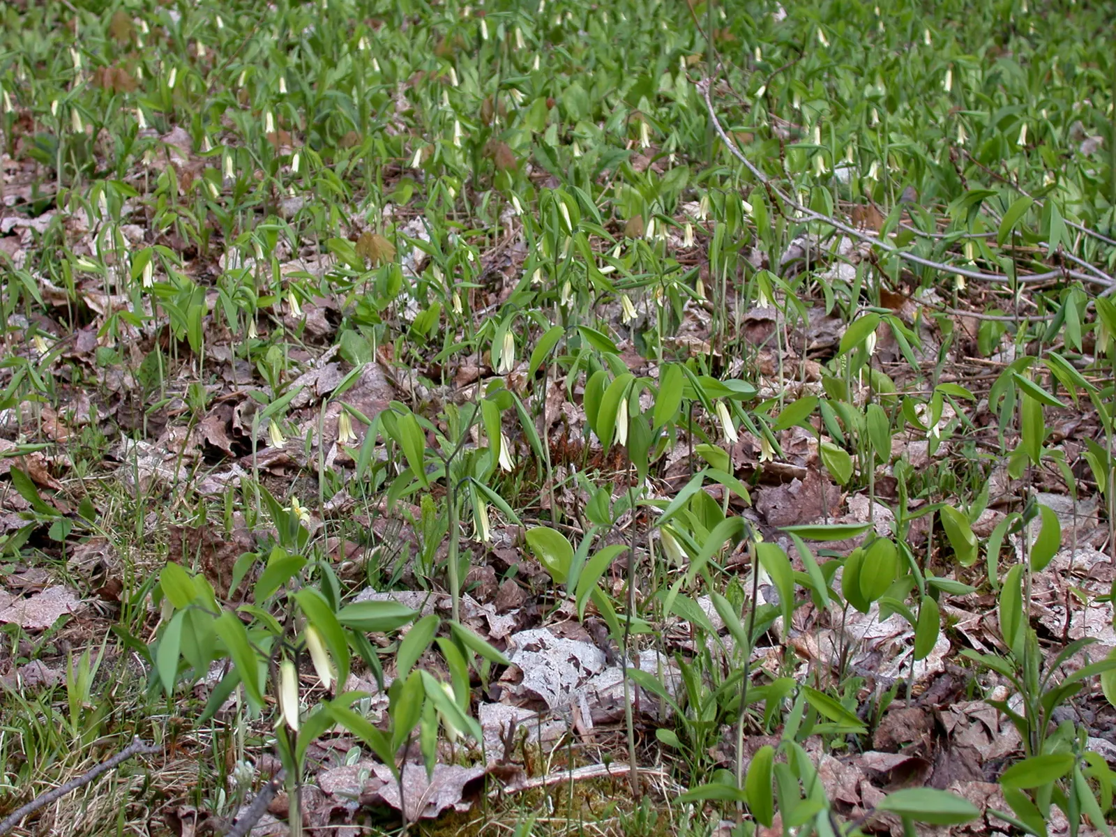 Sessile-Leaf Bellwort (Uvularia Sessilifolia) — offering a delicate aesthetic with its nodding
