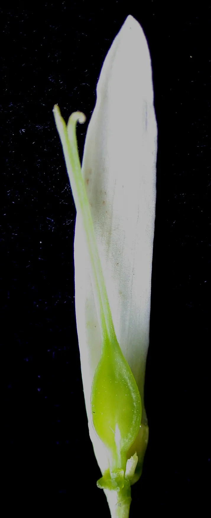 Sessile-Leaf Bellwort (Uvularia Sessilifolia) — dangle solitarily from the tips of gracefully arching stems which can reach heights of 4-8 inches tall