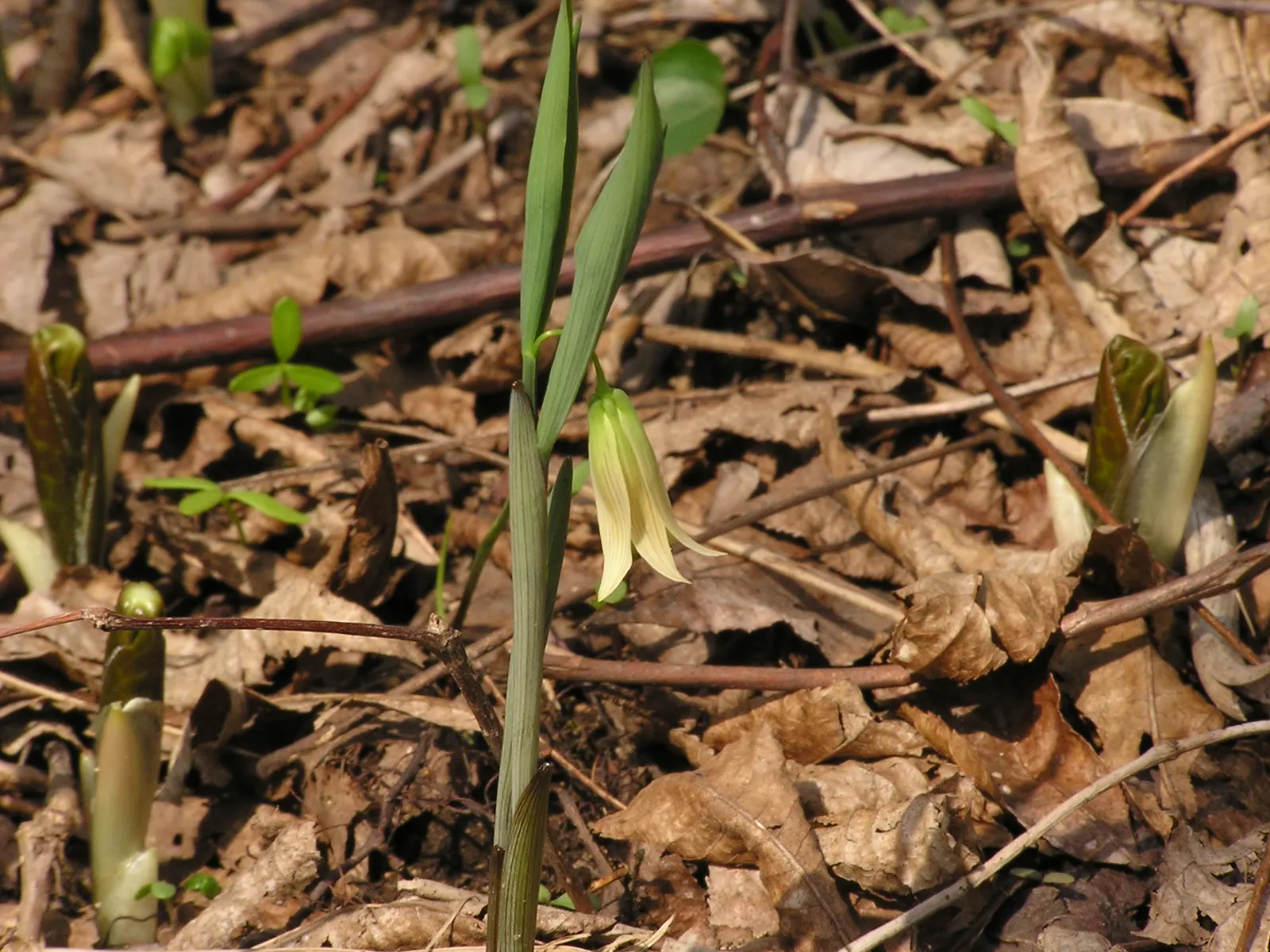 Sessile-Leaf Bellwort (Uvularia Sessilifolia) — it provides early spring interest and blends well with ferns and hostas