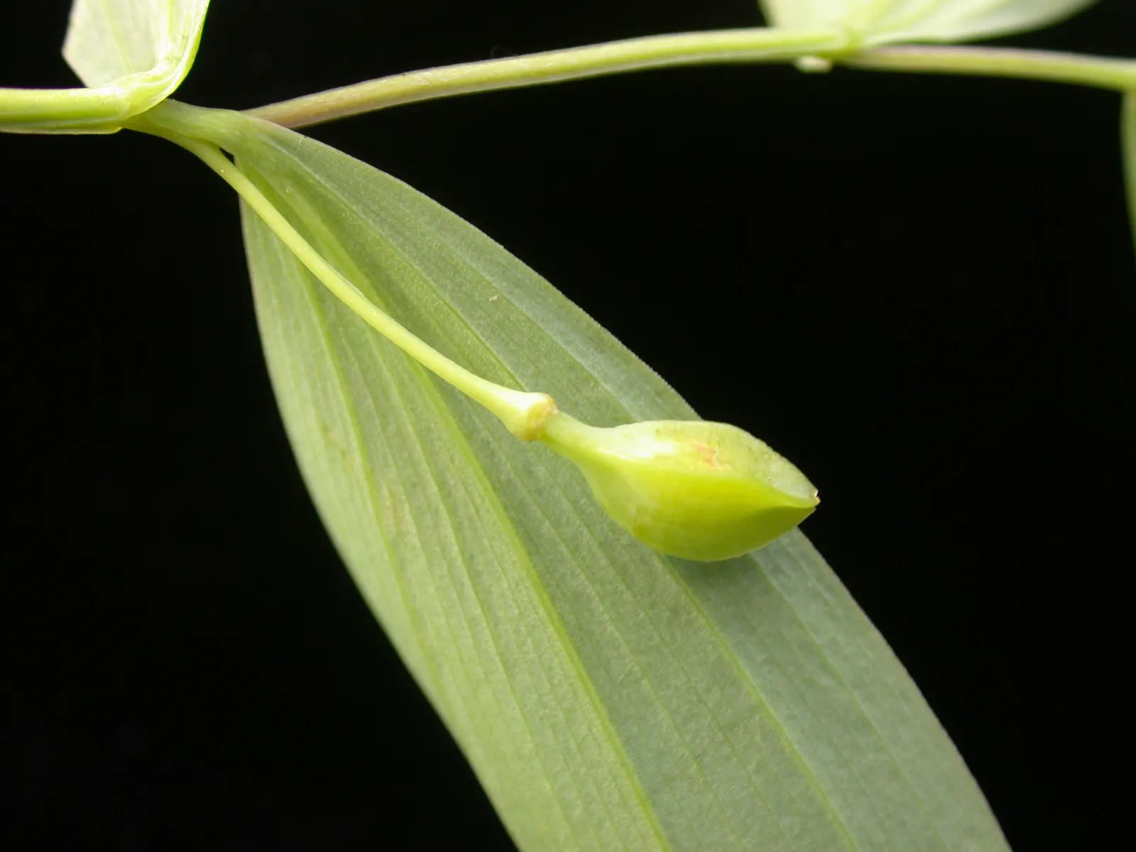 Sessile-Leaf Bellwort (Uvularia Sessilifolia) — It features delicate, drooping yellow bell-shaped flowers, each about 1 inch long, blooming in April-May