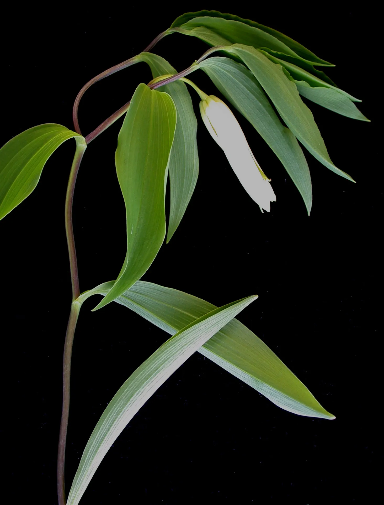 Sessile-Leaf Bellwort (Uvularia Sessilifolia) — commonly known as Sessile-leaf Bellwort or Wild Oats