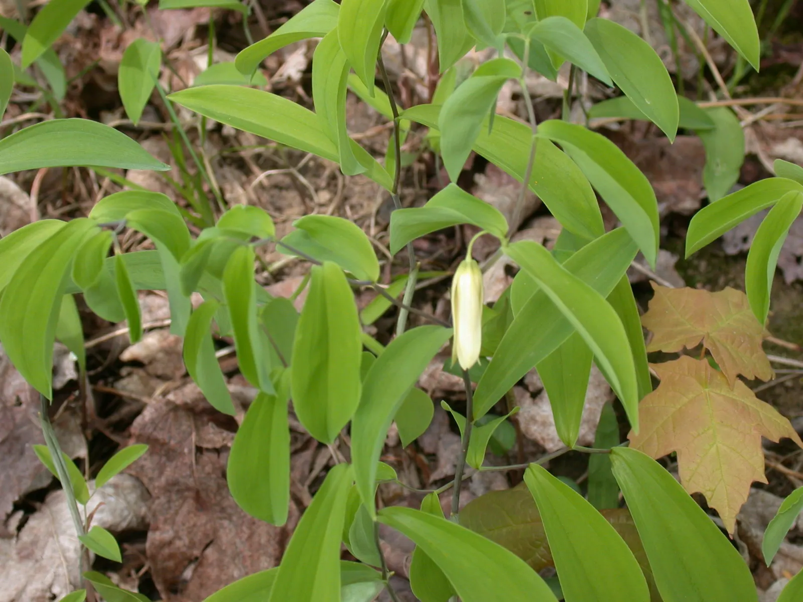 Sessile-Leaf Bellwort (Uvularia Sessilifolia) — is a perennial woodland wildflower native to the eastern United States