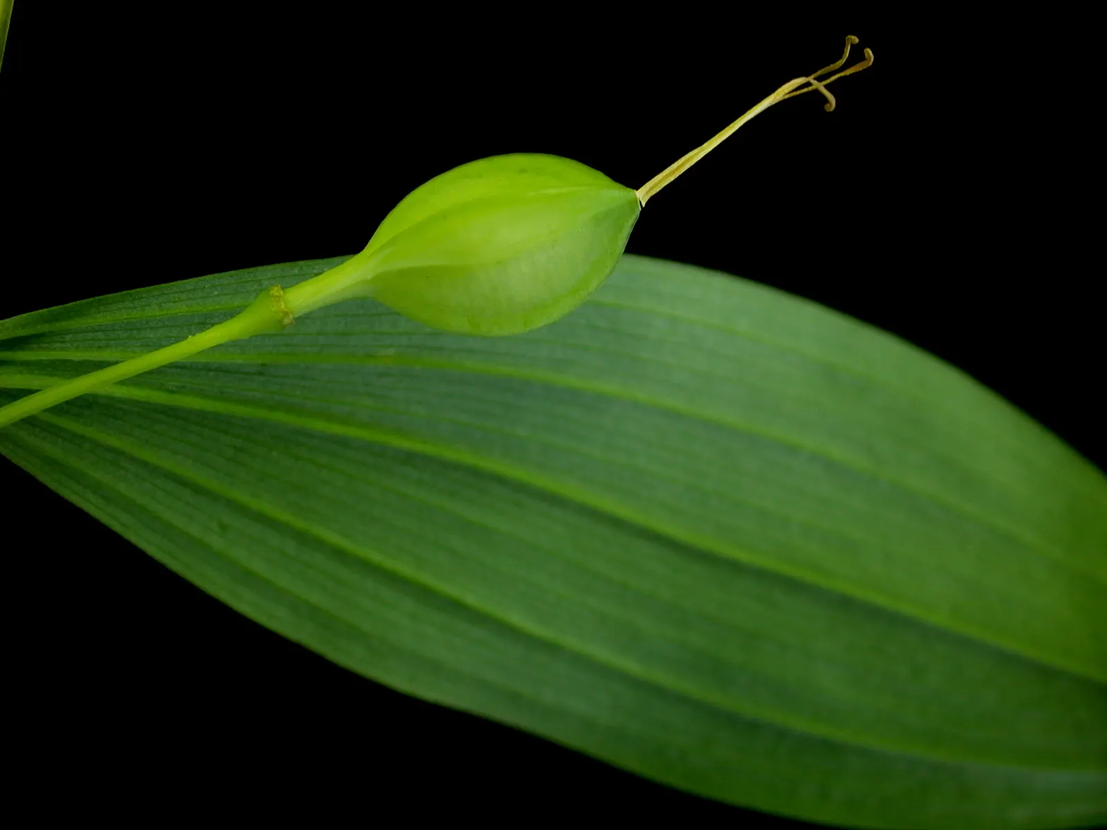 Sessile-Leaf Bellwort (Uvularia Sessilifolia) — Prefers partial to full shade and well-drained soil