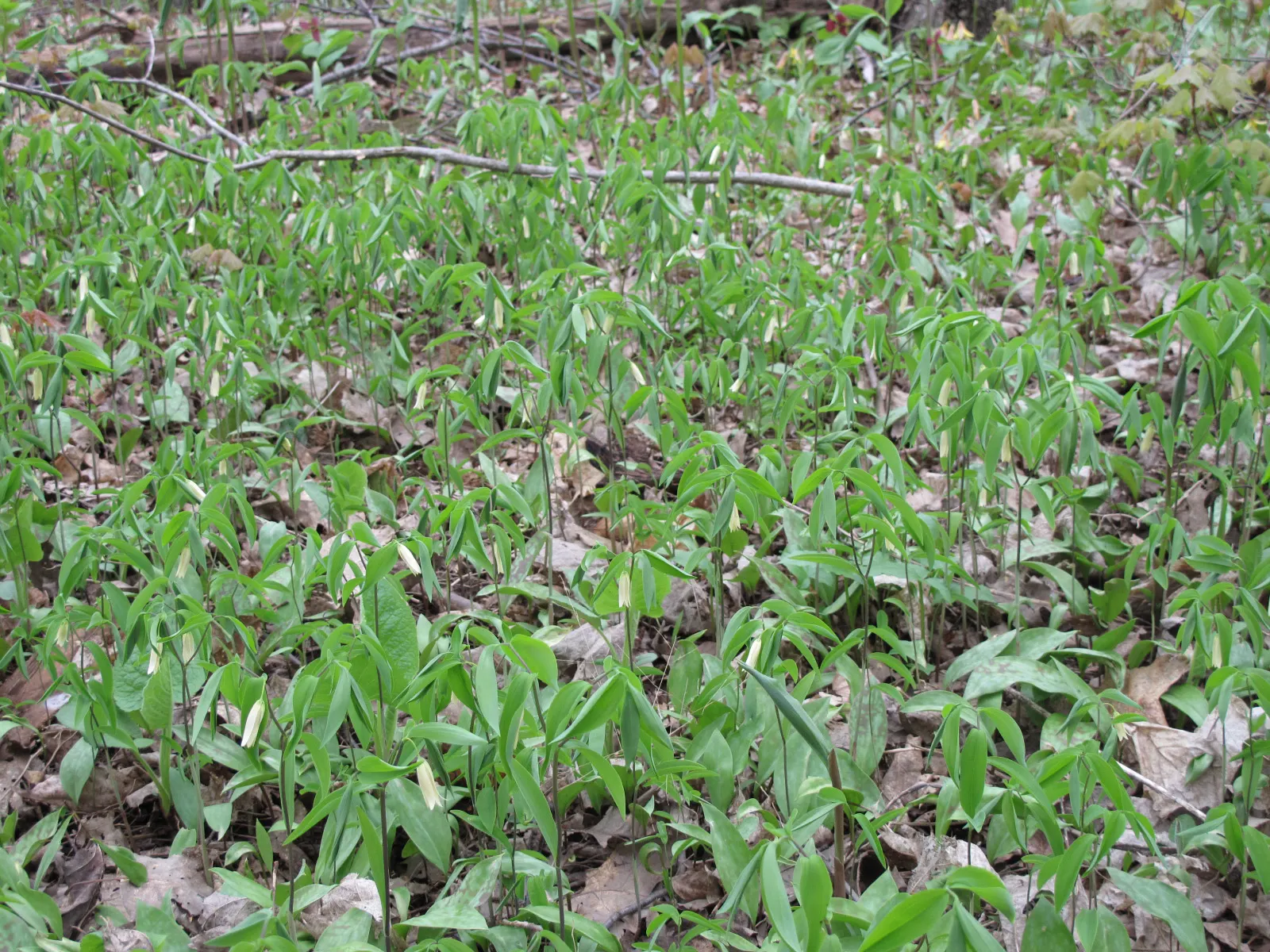 Sessile-Leaf Bellwort (Uvularia Sessilifolia) — bright green leaves that wrap around the stem