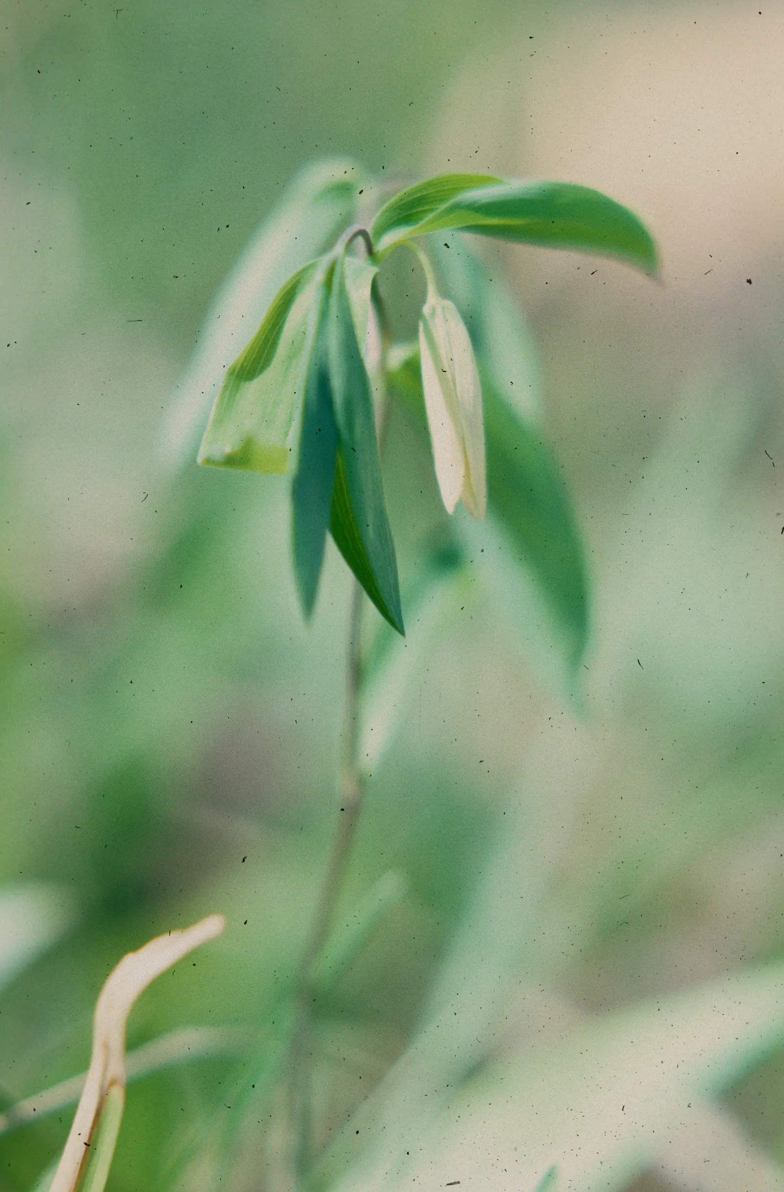 Sessile-Leaf Bellwort (Uvularia Sessilifolia) — bell-shaped yellow flowers that bloom in mid-spring