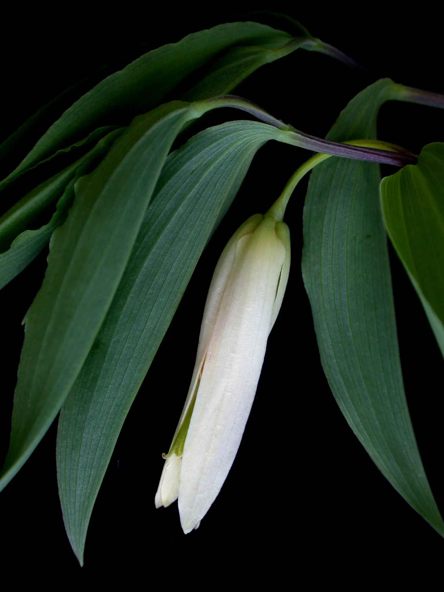 Sessile-Leaf Bellwort (Uvularia Sessilifolia) — Uvularia sessilifolia, commonly known as Sessile-leaf Bellwort, is a charming woodland perennial