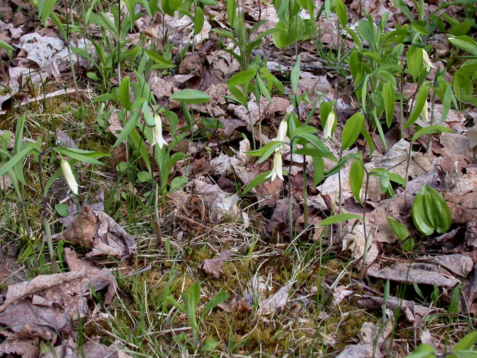 Sessile-Leaf Bellwort (Uvularia Sessilifolia) — usually around 1 inch long