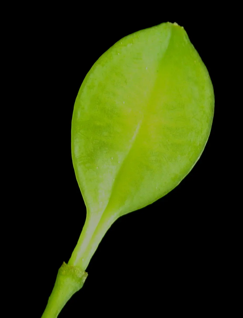 Sessile-Leaf Bellwort (Uvularia Sessilifolia) — Ideal for naturalistic settings and shade gardens