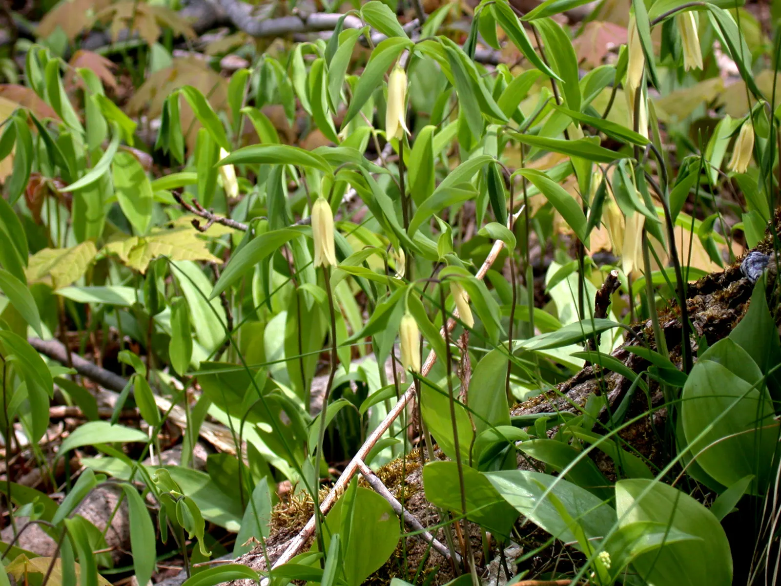 Sessile-Leaf Bellwort (Uvularia Sessilifolia) — The plant possesses lance-shaped