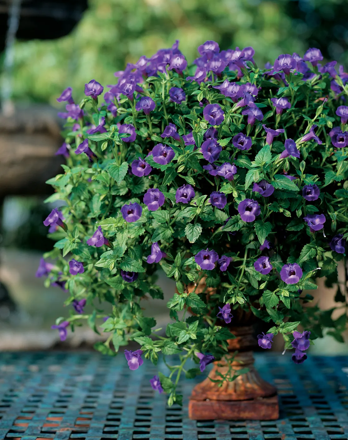 Large Violet Wishbone Flower (Torenia) — Proven Winners - Summer Wave® Trailing Large Violet - Wishbone Flower - Torenia purple plant details; a, image 16