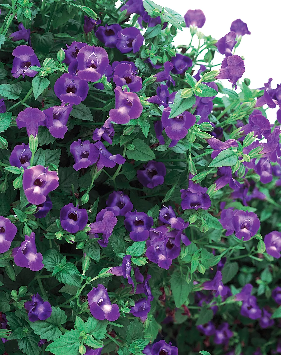 Large Violet Wishbone Flower (Torenia) — Proven Winners - Summer Wave® Trailing Large Violet - Wishbone Flower - Torenia purple plant details; a, image 66