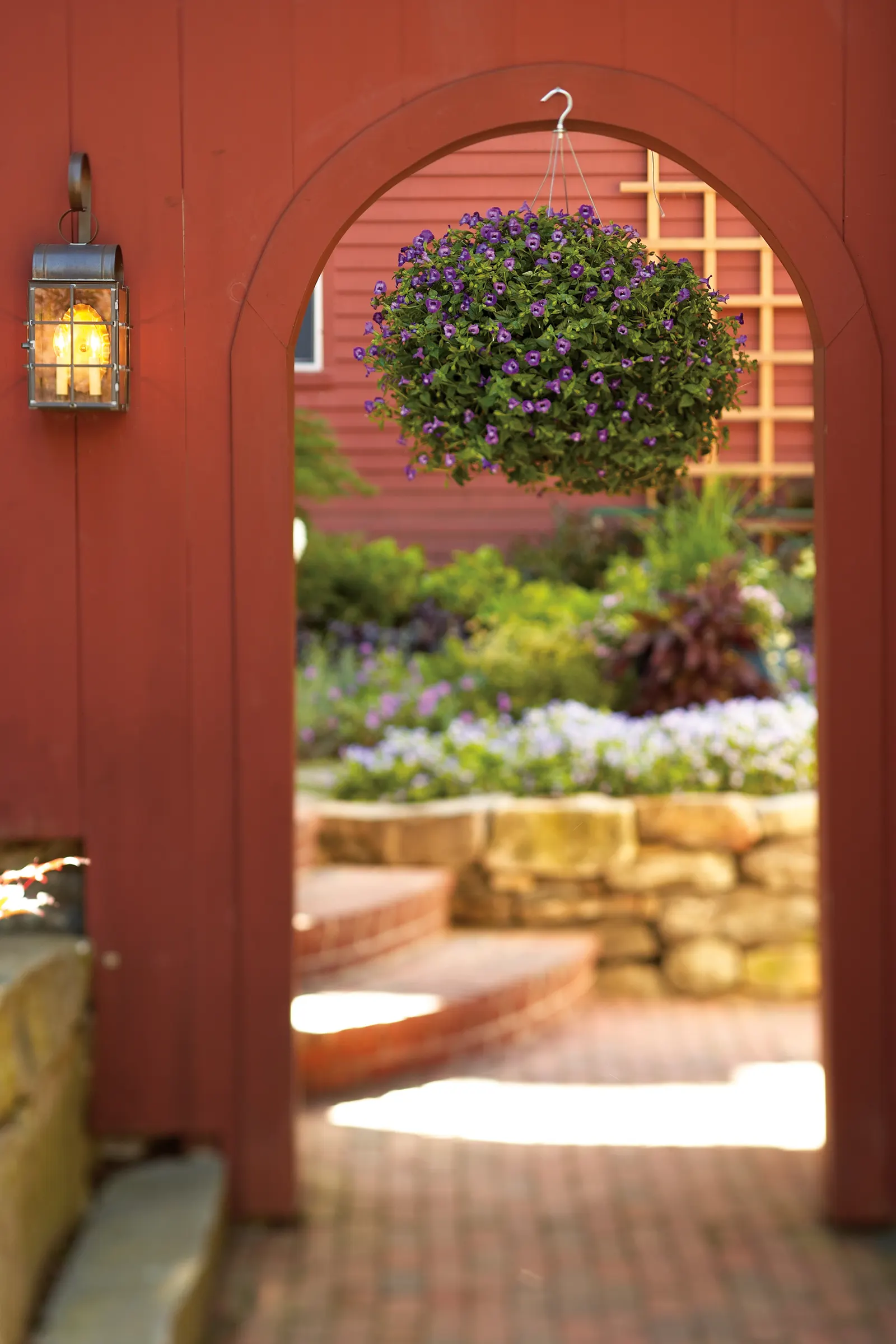 Large Violet Wishbone Flower (Torenia) — information and resources; proven Winners - Summer Wave® Trailing Large Violet - Wishbone Flower - Torenia, image 17