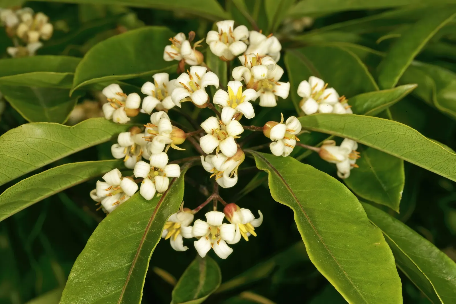 Victorian Box (Pittosporum Undulatum) — is an evergreen species valued for its attractive foliage and fragrant; suited for screens and hedges, it, image 70