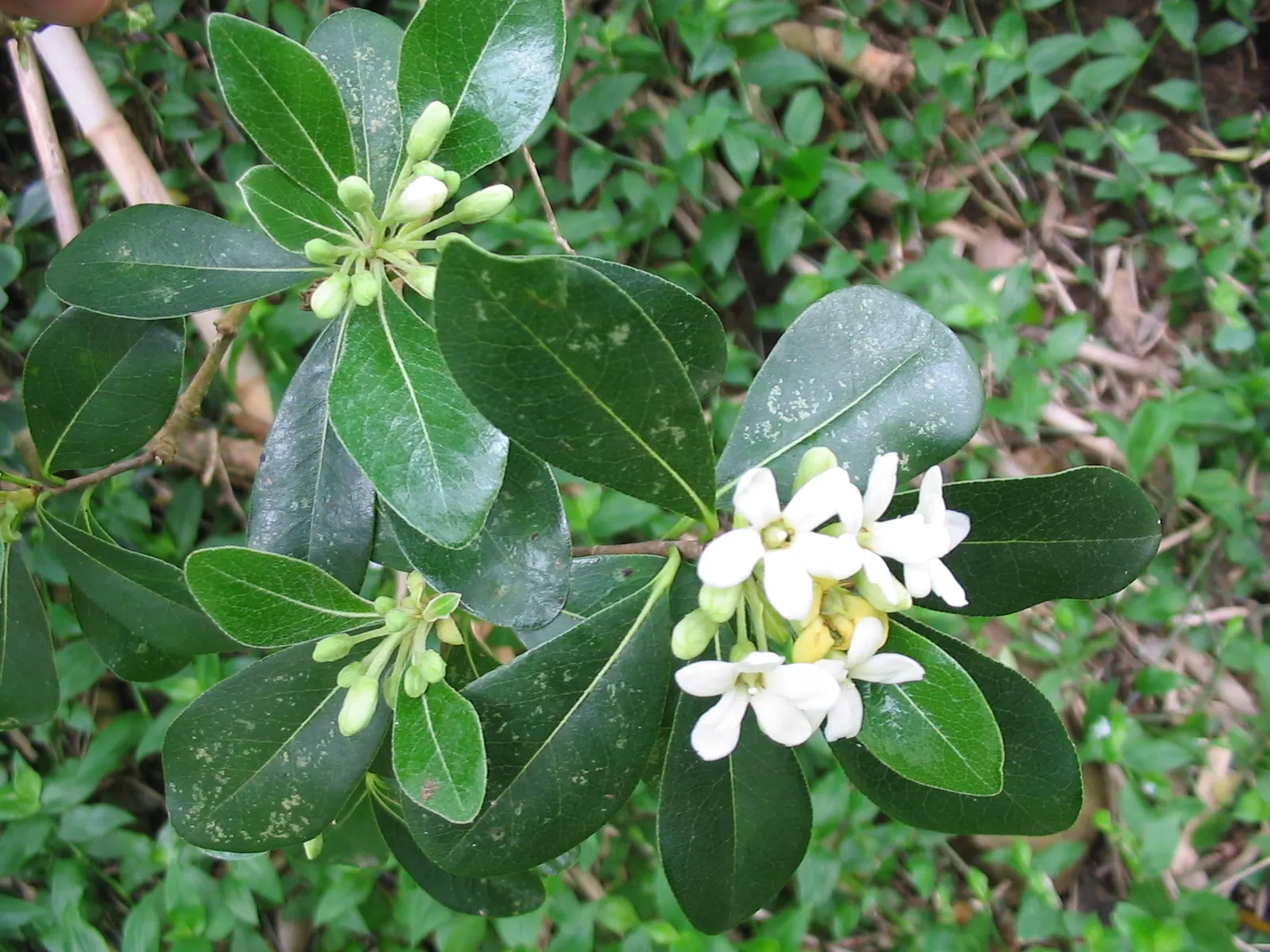 Victorian Box (Pittosporum Undulatum) — small bell-shaped flowers emerge; suited for screens and hedges, it requires moderate water and, image 55