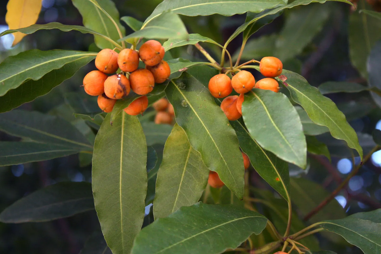 Victorian Box (Pittosporum Undulatum) — wavy-edged leaves that measure 4 to 6 inches long, image 74