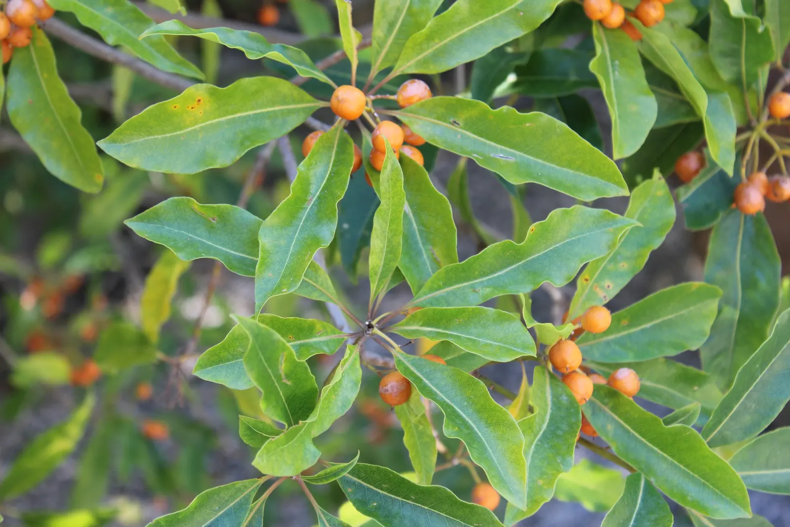 Victorian Box (Pittosporum Undulatum) — It's cherished for its glossy, wavy-edged leaves and aromatic, white spring flowers; wavy-edged leaves that, image 44
