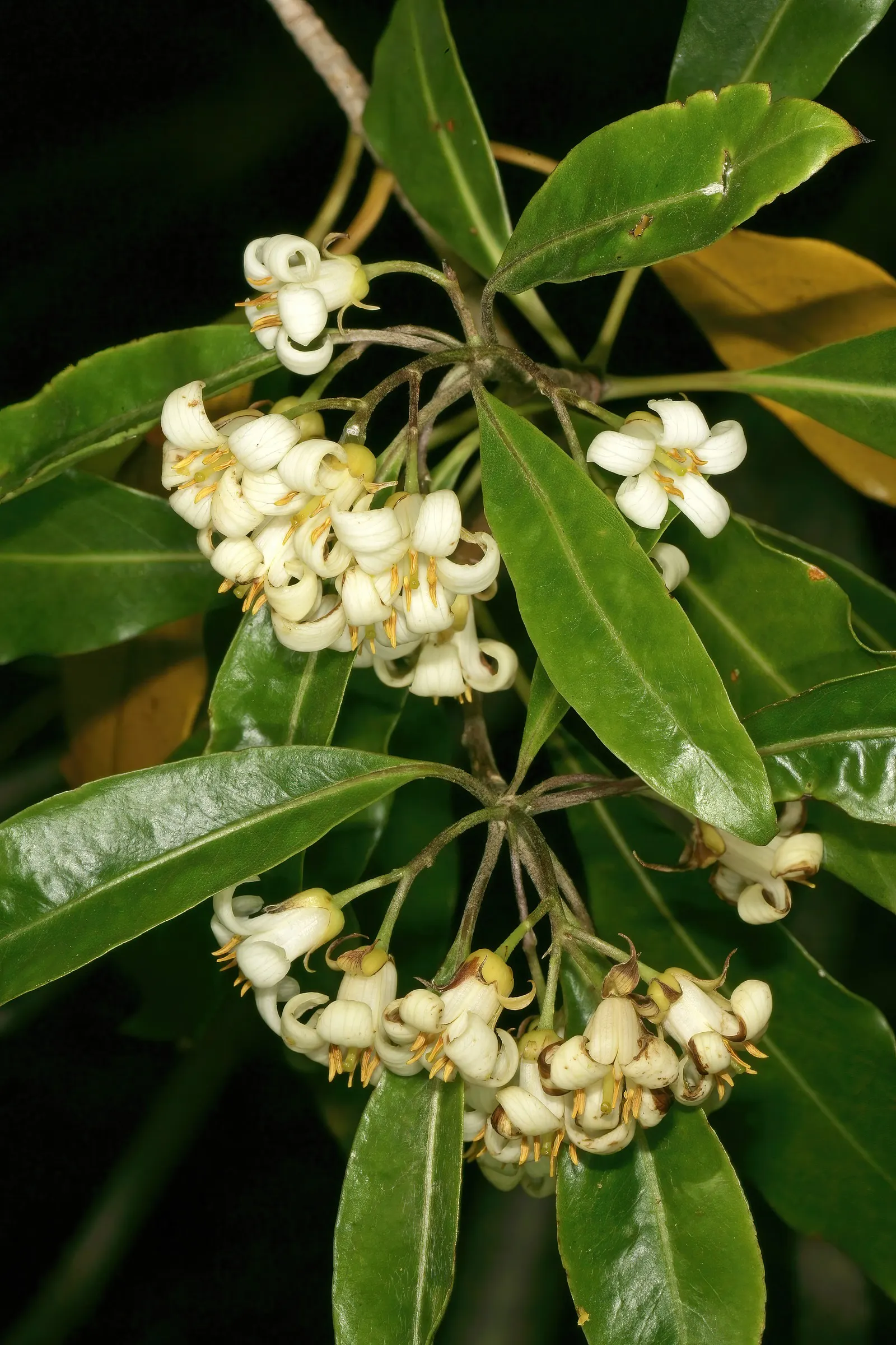 Victorian Box (Pittosporum Undulatum) — tree with white blooms