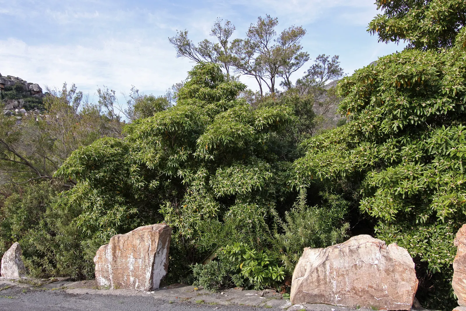 Victorian Box (Pittosporum Undulatum) — is an evergreen species valued for its attractive foliage and fragrant; suited for screens and hedges, it requires