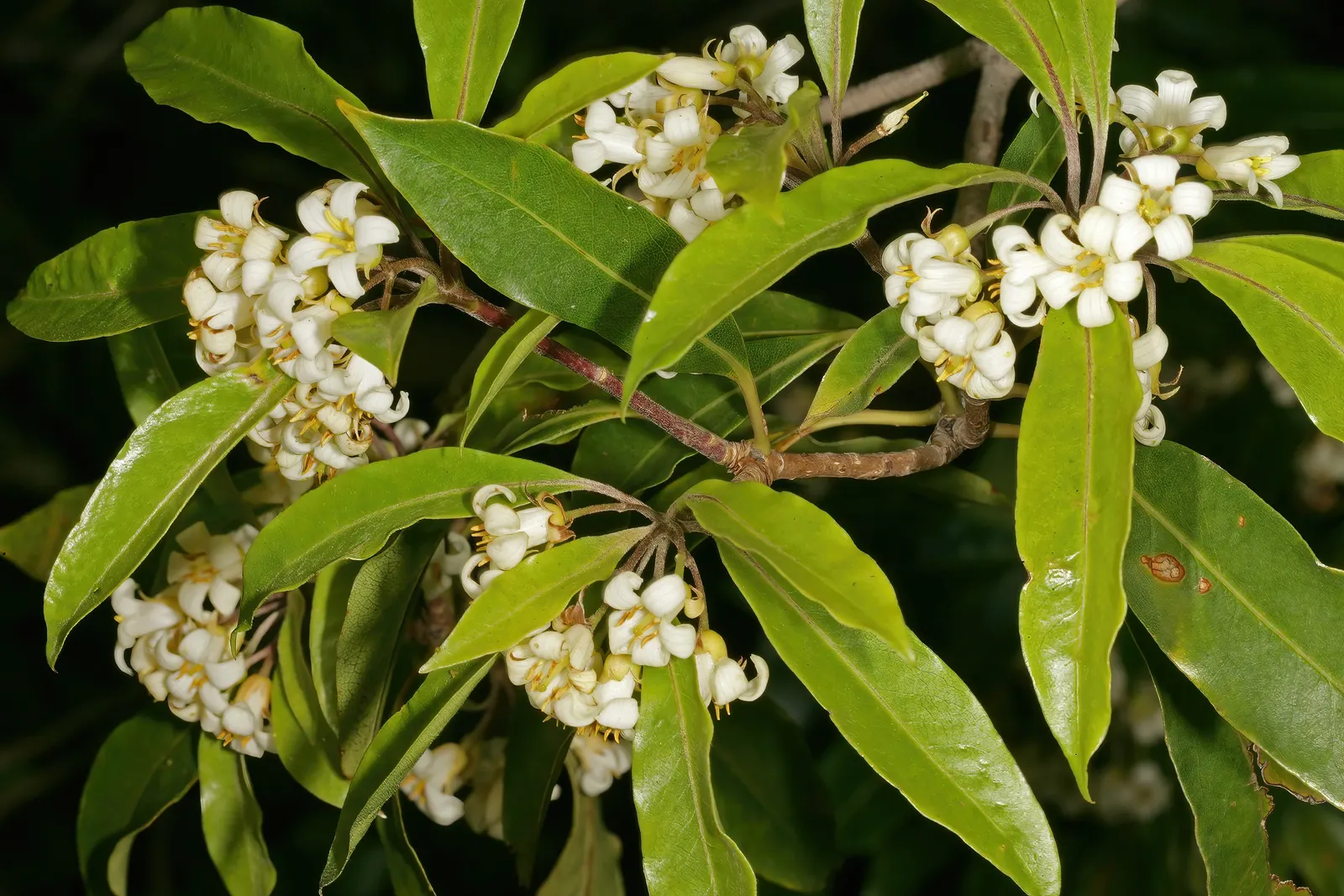 Victorian Box (Pittosporum Undulatum) — It grows best in full sun to partial shade exposure and requires moderate watering once established