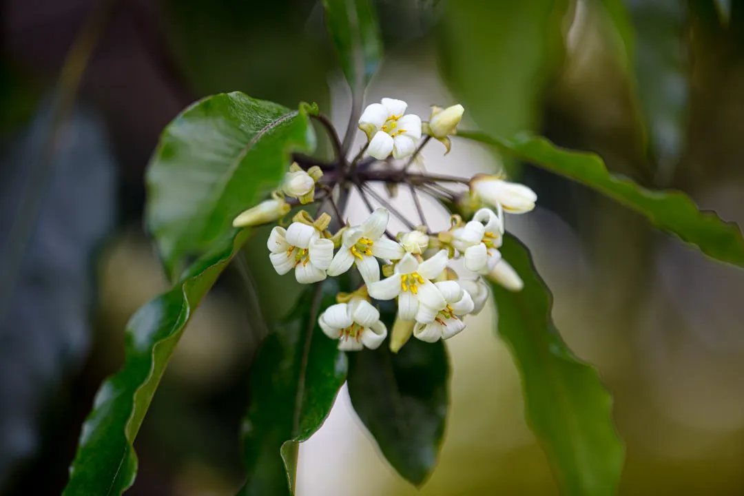 Victorian Box (Pittosporum Undulatum) — Regular pruning may be necessary to maintain desired form and size; suited for screens and hedges, it, image 58