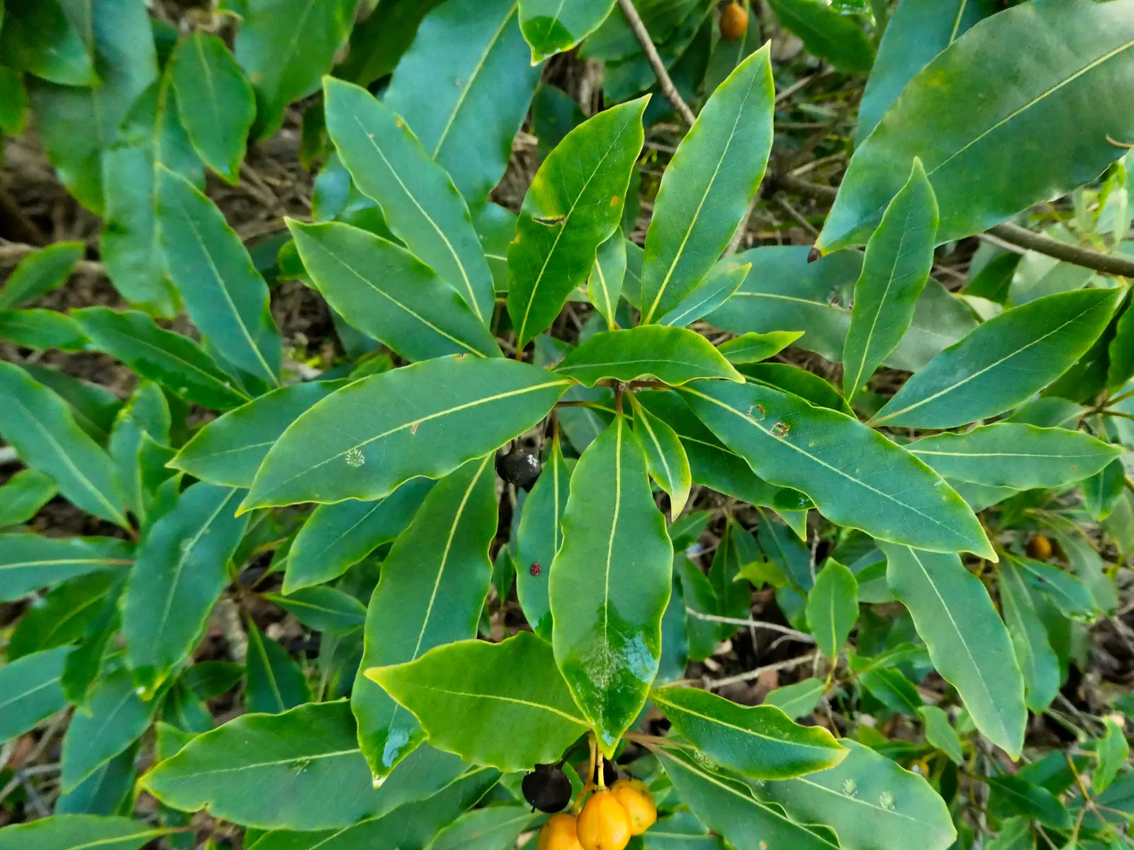 Victorian Box (Pittosporum Undulatum) — Suited for screens and hedges, it requires moderate water and well-drained soil, image 46